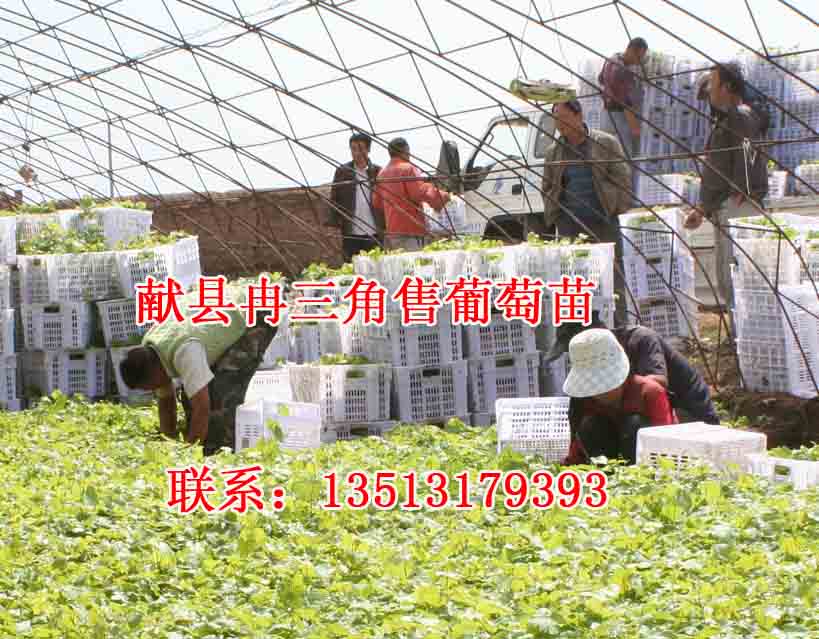 河北沧州出售葡萄苗