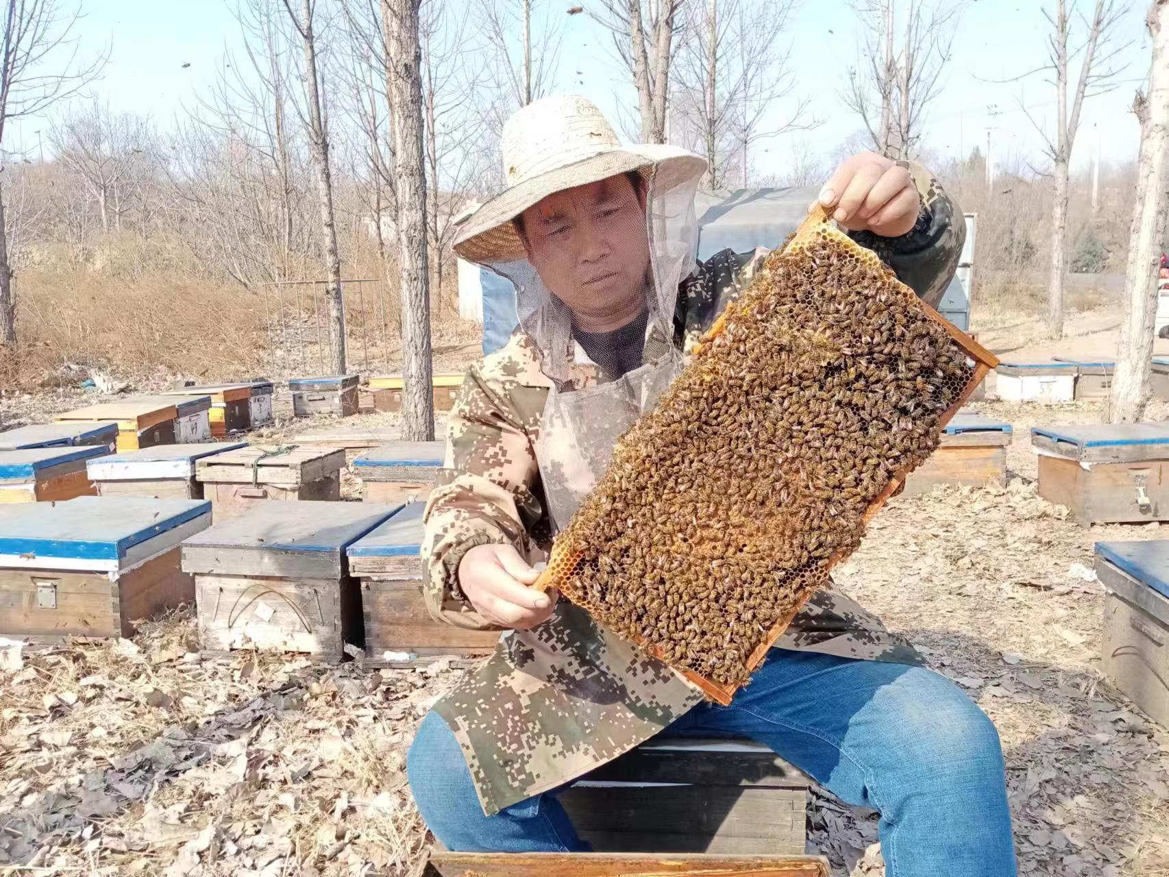 信都区养蜂人精心管理蜂群，迎接刺槐蜜期的到来