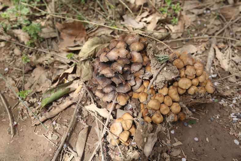 这是什么蘑菇？有图！