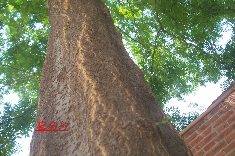 杨克俊的农民互联网-皂角树