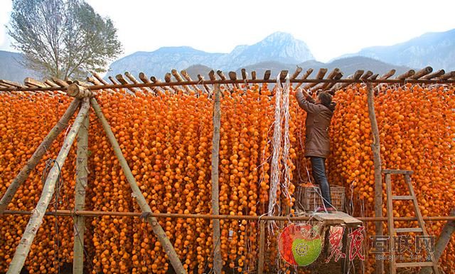 大漠孤烟的农民互联网-赞皇特产--柿桃开始销售
