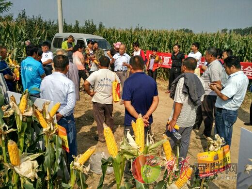 胖姐夏玉米高产种植观摩会-中国农民博客_网上