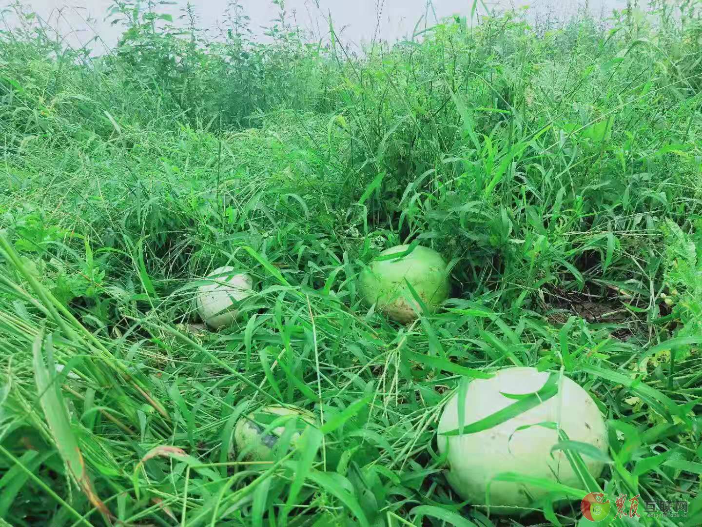 巴彦淖尔“三白一号”西瓜获国家植物新品种权保护 - 中国水果门户