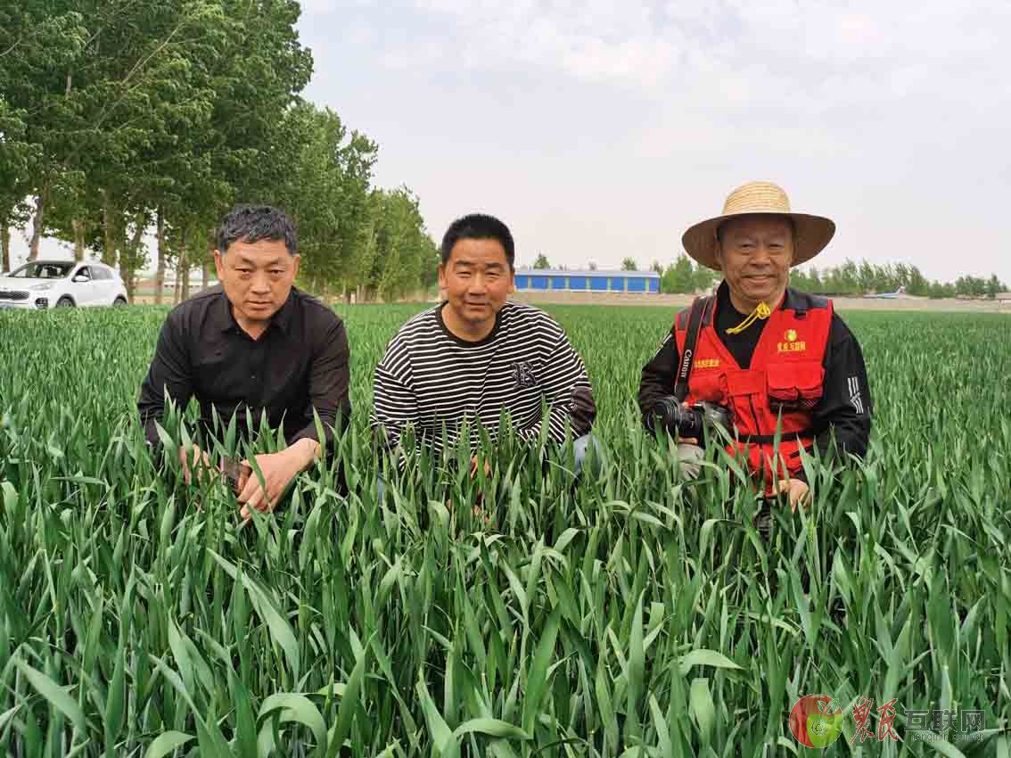 唐山滦州：拥民肥麦田普遍好于对照